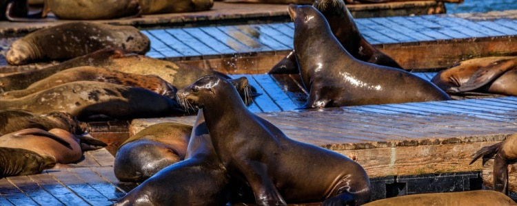 the famous sea lions seen from Pier 39 at Fisherman's Wharf